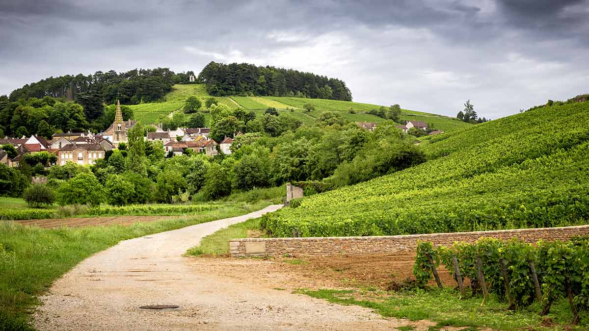 The Effect Of Global Warming On Burgundy
