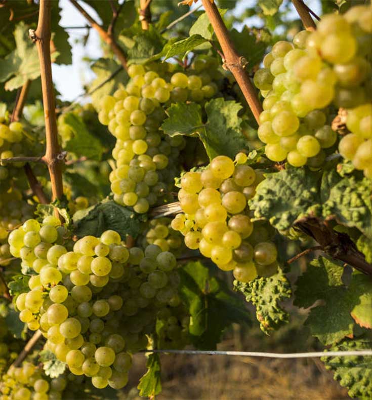 Riesling: The Ultimate Grape Guide - Beautiful White Wines