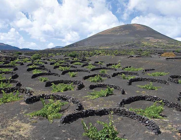 Canary Island wines