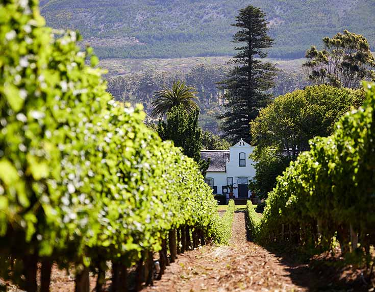 South African whites