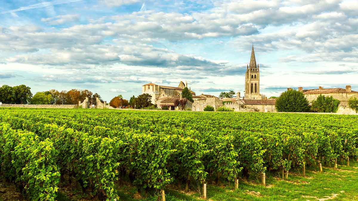 How to buy merlot