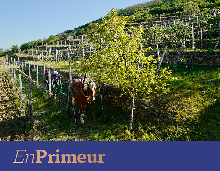 En primeur: Austria 2025