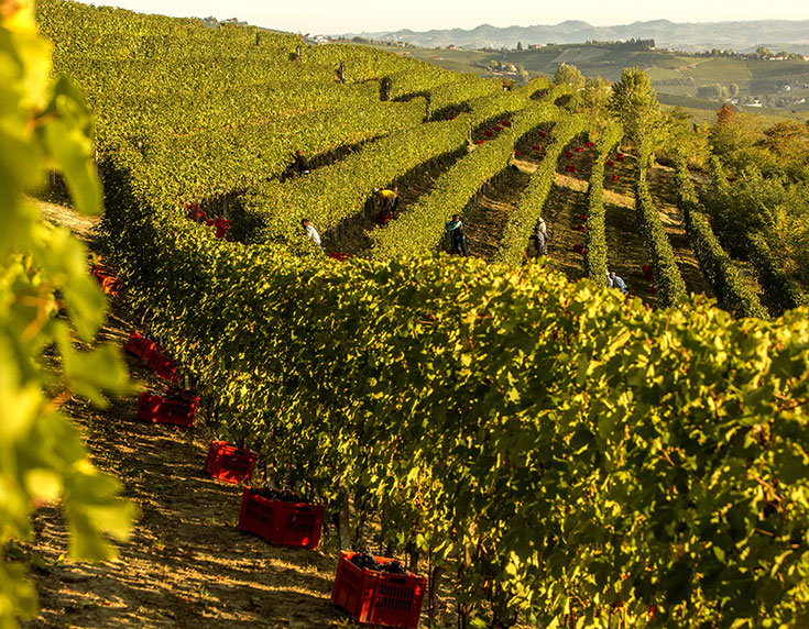 Barolo