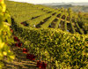 Barolo view 1