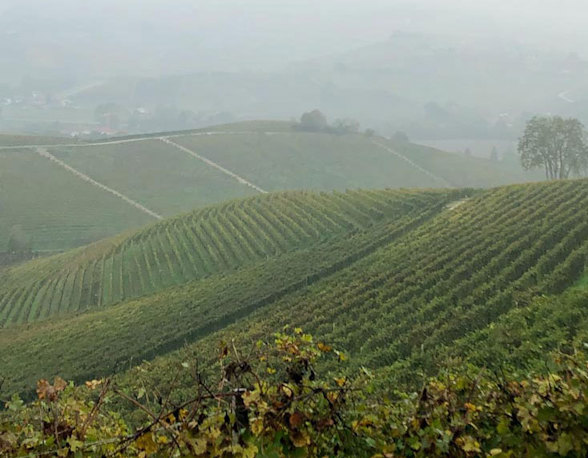 A simple guide to Barolo