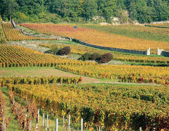 Domaine Drouhin-Laroze