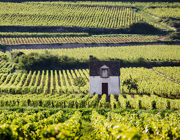 Comte Armand, Domaine des Epeneaux