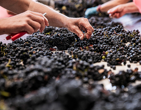 Domaine Denis Bachelet