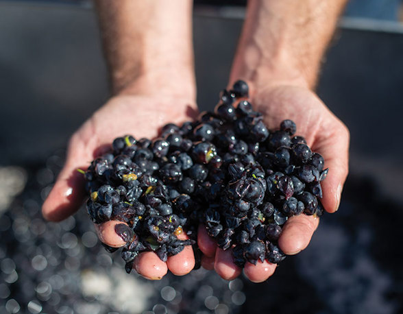 Domaine de Montille