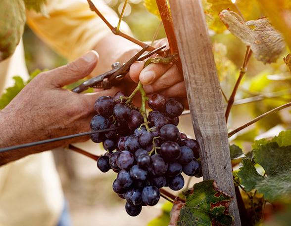 Domaine Ghislaine Barthod