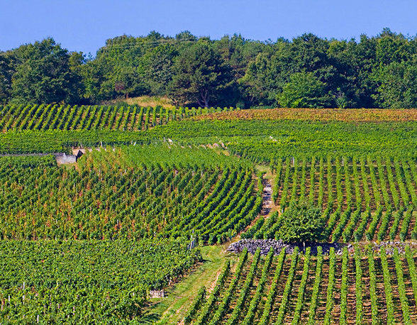 Domaine Sylvain Cathiard