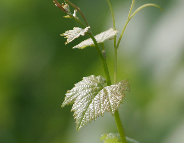 Domaine Robert Chevillon
