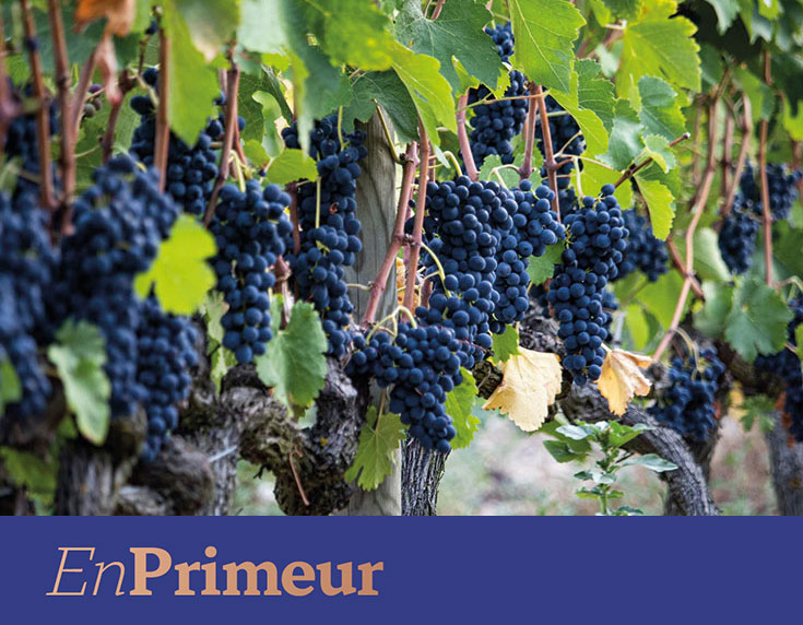En primeur: Rhône 2024