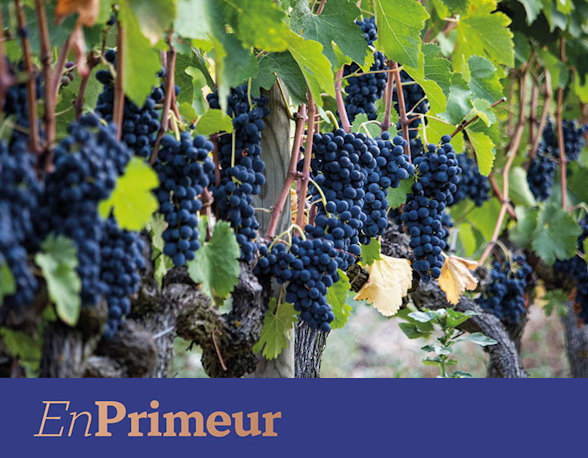 Rhône 2024 reds