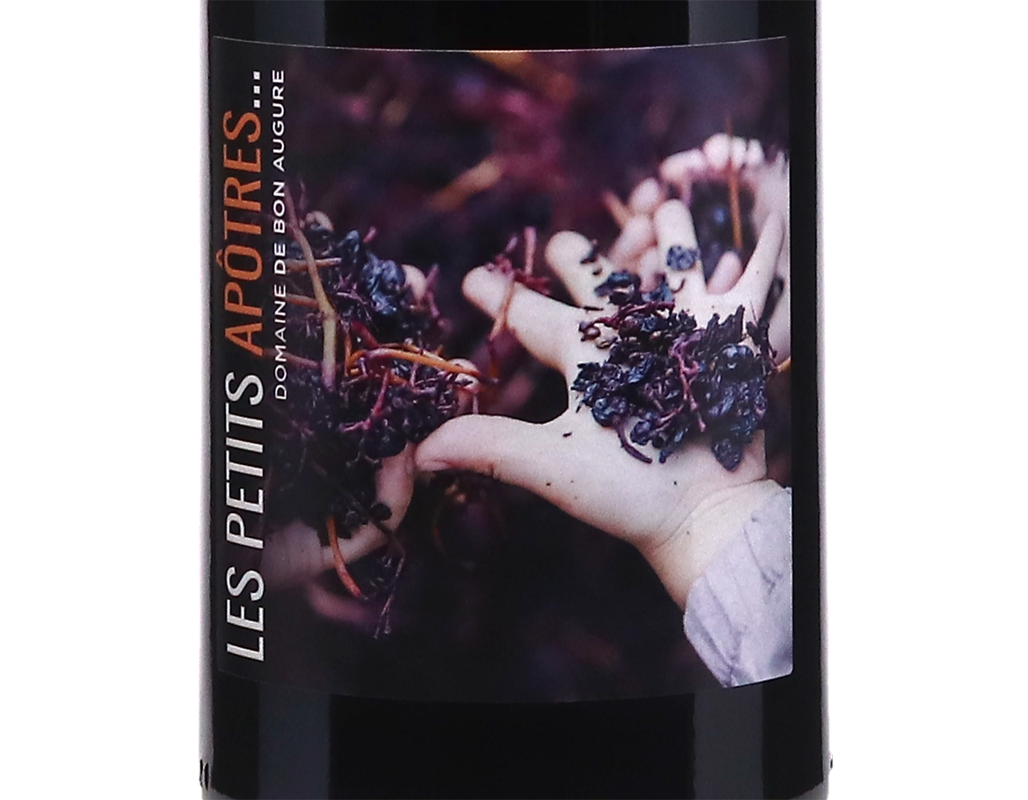 Dom Bon Augure Les Petits Apotres Pinot Noir Haute Vallee de lOrb 2025 ORGANIC