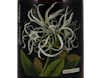 Botanica Mary Delany Chenin Blanc Citrusdal Mt 2018 view 2