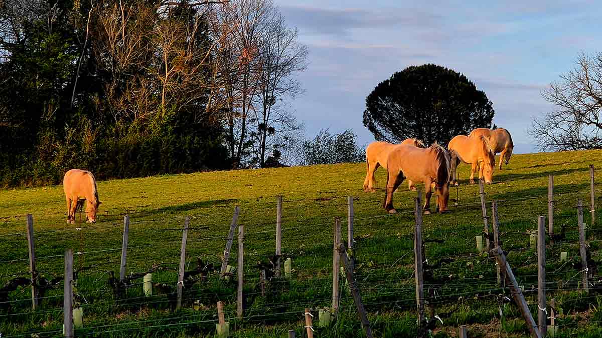 Horses grazing