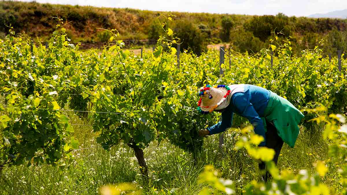 Inspecting the vines