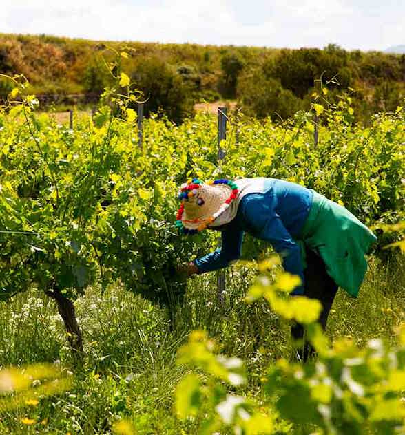 Inspecting-the-vines-Bodega-Sumarroca-735x790