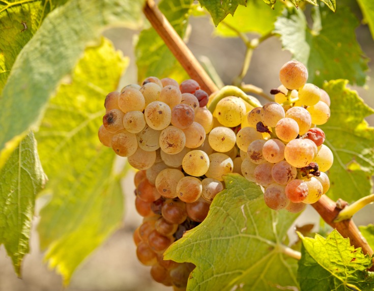 Bunch of riesling grapes on the vine