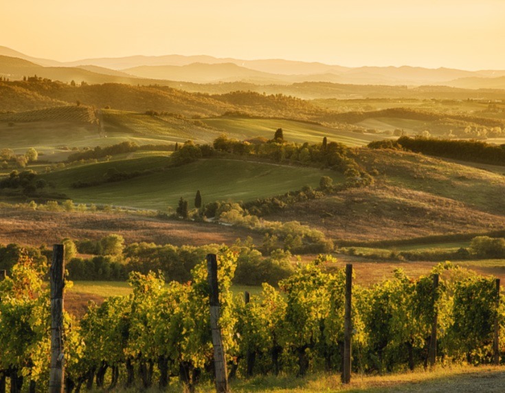 Vineyards in Chianti at sundown