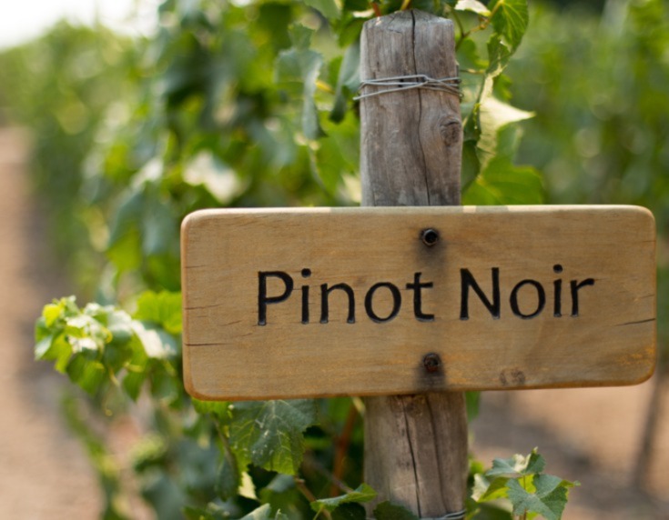 Pinot noir wooden sign in vineyard