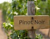 Pinot noir wooden sign in vineyard view 1