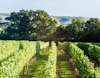 Vineyards at Ridgeview wine estate