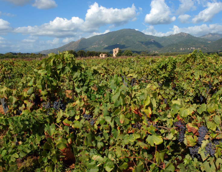 Corsica
