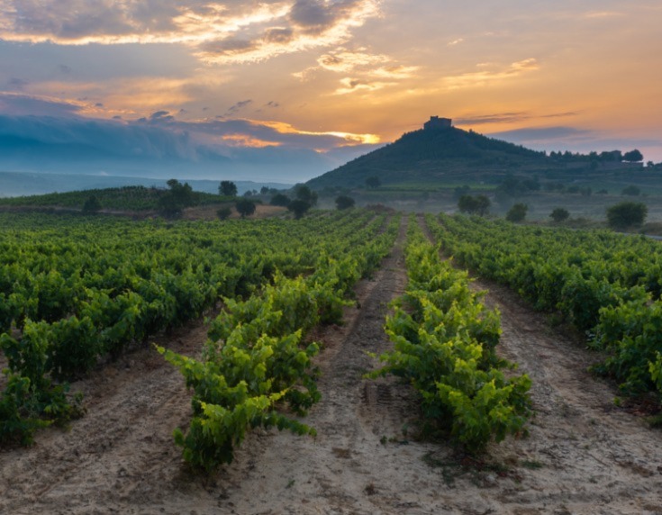 Spanish vineyard
