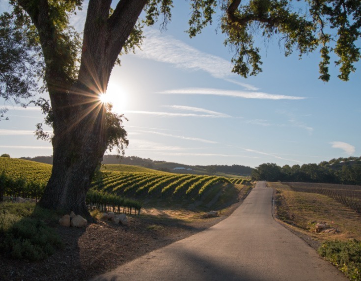 View of vineyard in USA