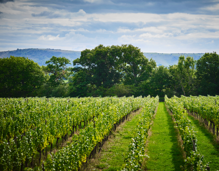 Scenic shot of Ridgeview vineyard