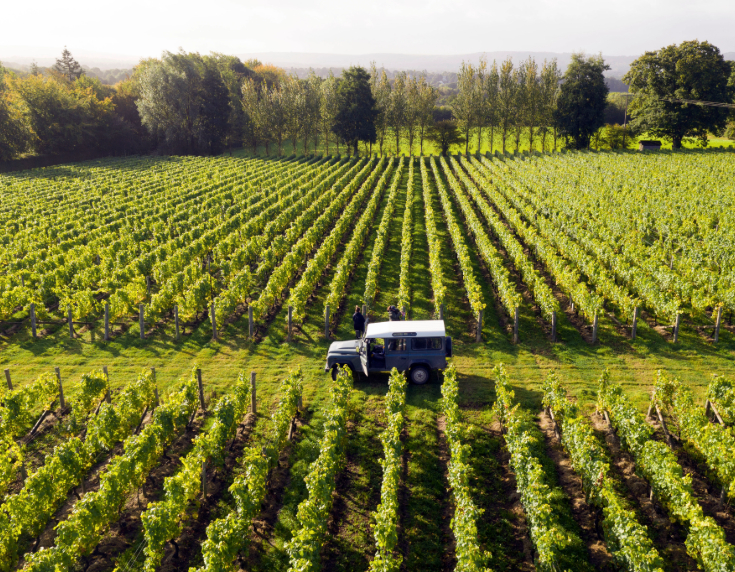 Aerial view of vineyards at Nyetimber