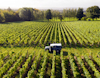 Aerial view of vineyards at Nyetimber view 3