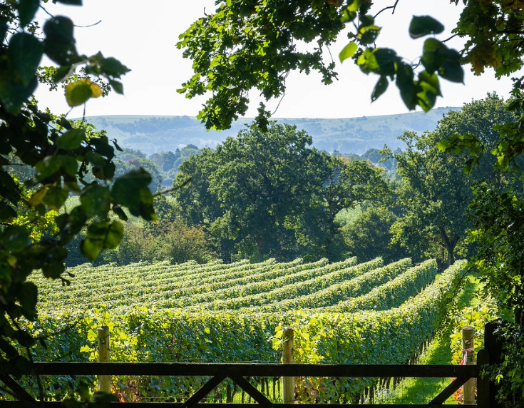 Vineyards at Nyetimber