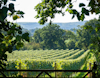 Vineyards at Nyetimber view 2