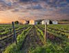 Vineyards in Hungary