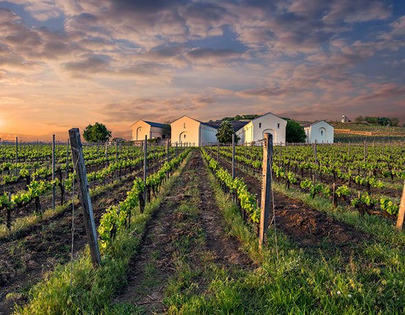 Vineyards in Hungary