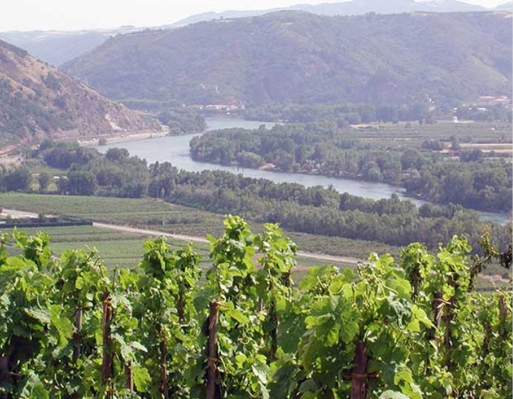 Rhone river and vineyards