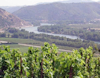 Rhone river and vineyards
