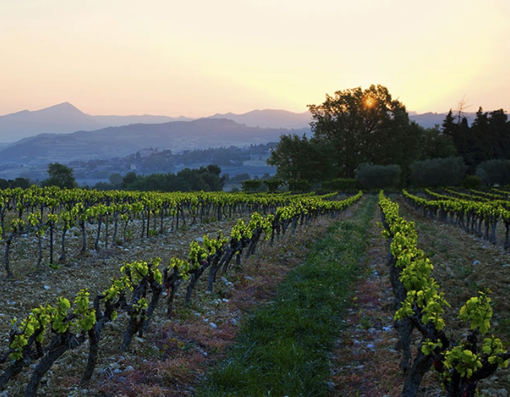 Rhone vineyard at dusk
