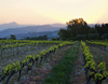 Rhone vineyard at dusk