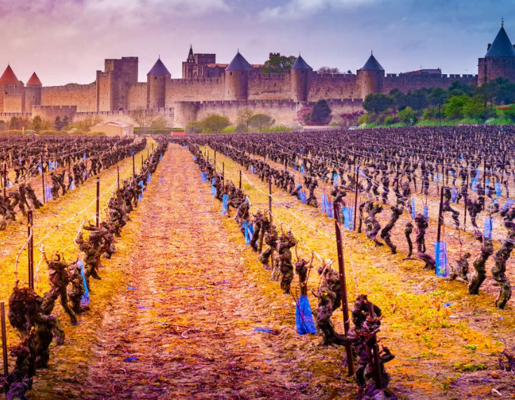 Vineyards in Carcassone