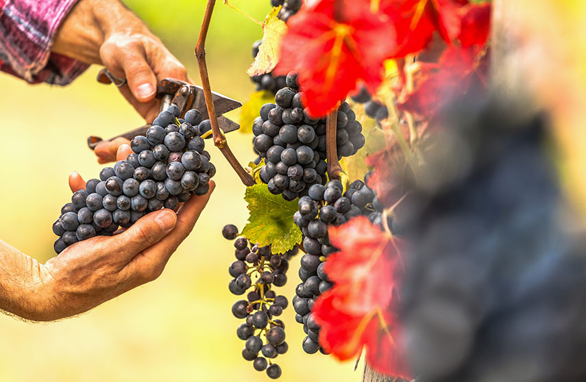 The Canaiolo grape used in Chianti wines