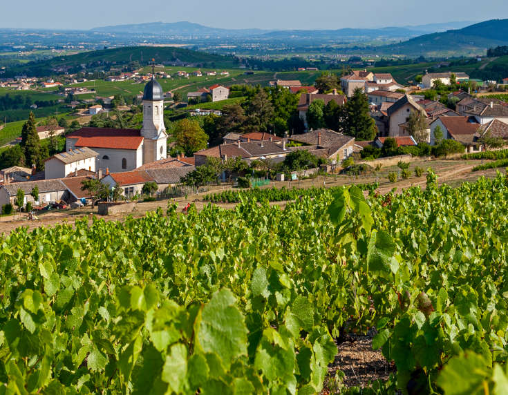 Beaujolais wines